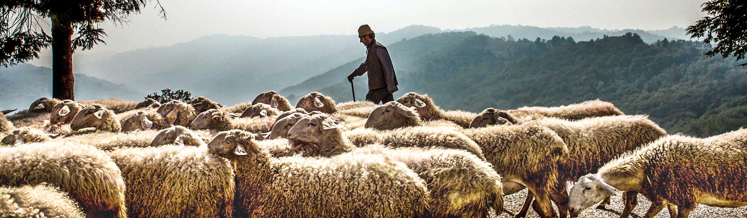 el pastoreo de ovejas